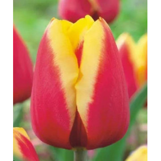 TULIPAN JAN SEIGNETTE  5 SZT ROZMIAR 12 +