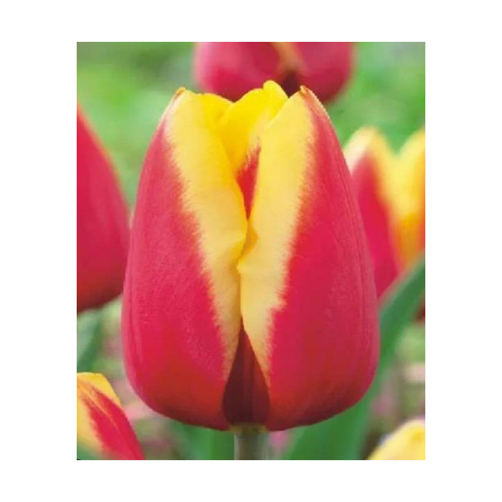 TULIPAN JAN SEIGNETTE  5 SZT ROZMIAR 12 +