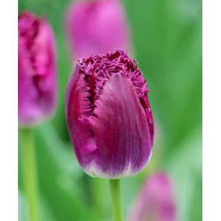 TULIPAN  PINK PRIDE   5 SZT ROZMIAR 12 +
