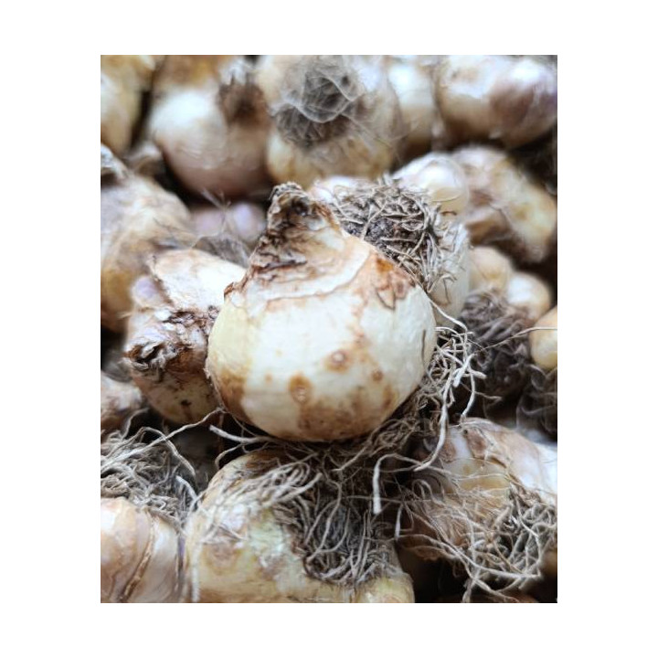 Cebulki kwiatowe – sklep online | Sadzenie i pielęgnacja