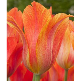 TULIPAN EL NINO  5 SZT ROZMIAR 12 +