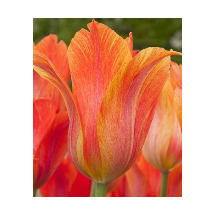TULIPAN EL NINO  5 SZT ROZMIAR 12 +