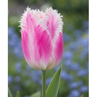 TULIPAN  HAWAII 20 SZT ROZMIAR 12 +