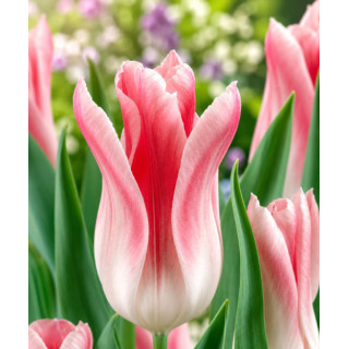 TULIPAN  HOLLAND CHICK 20 SZT ROZMIAR 10 +