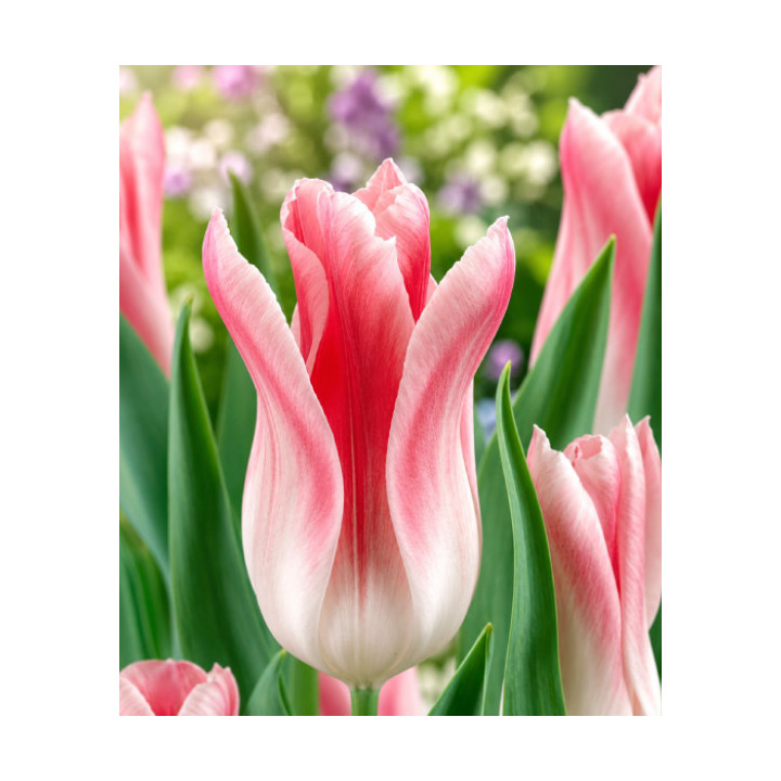 TULIPAN  HOLLAND CHICK 20 SZT ROZMIAR 10 +