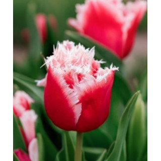 TULIPAN NEW SANTA STRZĘPIASTY 20 SZT ROZMIAR 12 CM