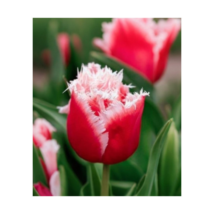 TULIPAN NEW SANTA STRZĘPIASTY 20 SZT ROZMIAR 12 CM