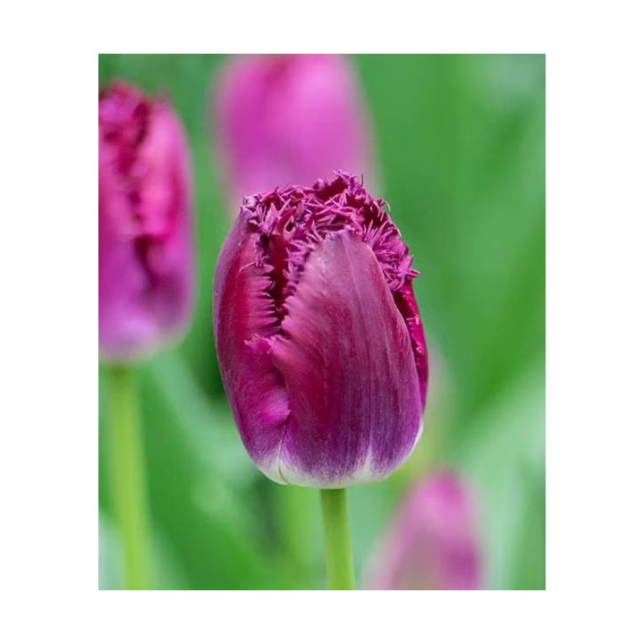 TULIPAN  PINK PRIDE   5 SZT ROZMIAR 12 +