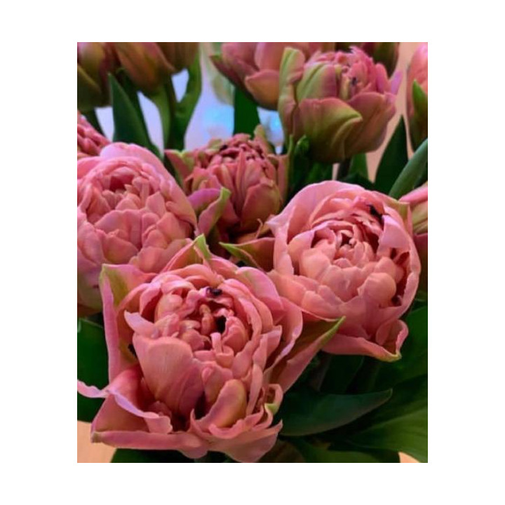 TULIPAN LADY ROZETTA 5 SZT ROZMIAR 12 +