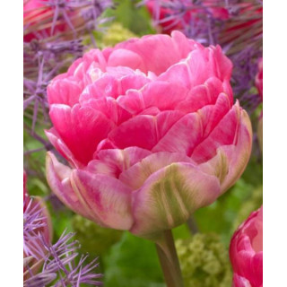 TULIPAN LOVE WHISPER 5 SZT ROZMIAR 12 +