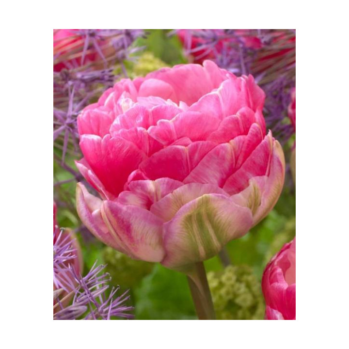 TULIPAN LOVE WHISPER 5 SZT ROZMIAR 12 +