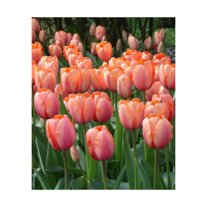 TULIPAN APRICOT IMPRESSION 10 SZT