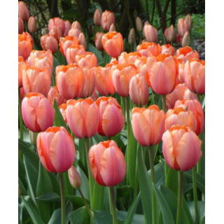 TULIPAN APRICOT IMPRESSION 20 SZT