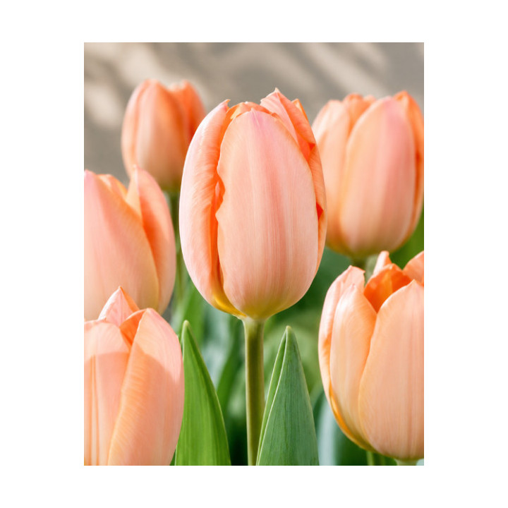 TULIPAN APRICOT REVOLUTION 10 SZT ROZMIAR 12 CM
