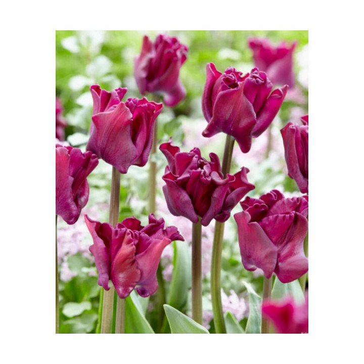 TULIPAN  CROWN OF NEGRITA   10 SZT ROZMIAR 12 CM