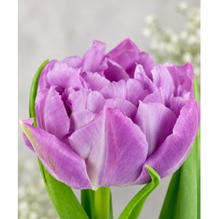 TULIPAN DOUBLE PRICE  10 SZT ROZMIAR 12 CM