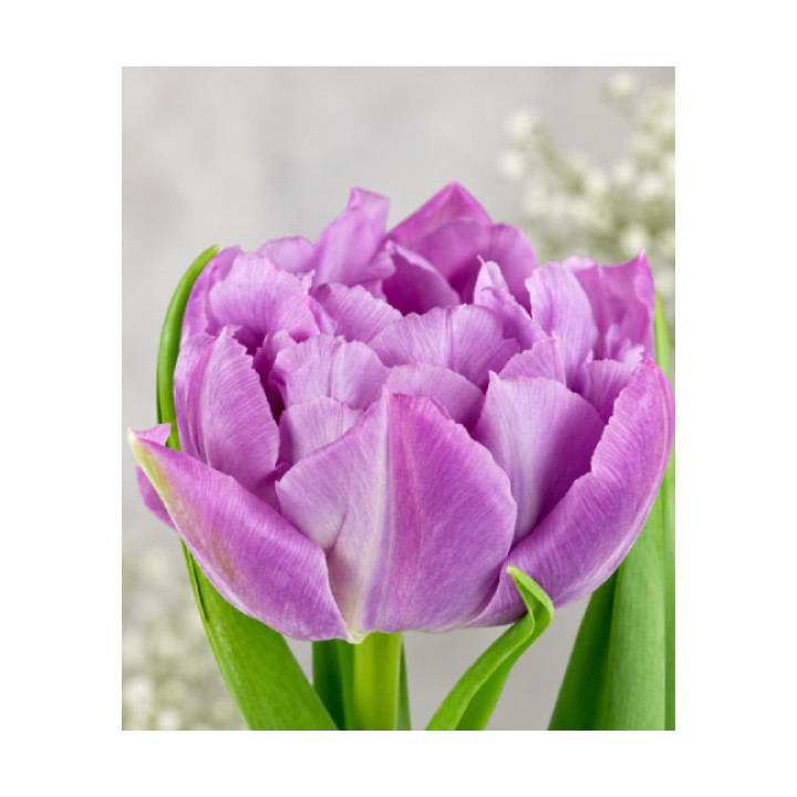 TULIPAN DOUBLE PRICE  10 SZT ROZMIAR 12 CM