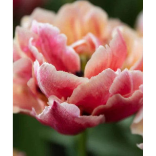 TULIPAN   VERONA SUNRISE 20 SZT ROZMIAR 11 CM