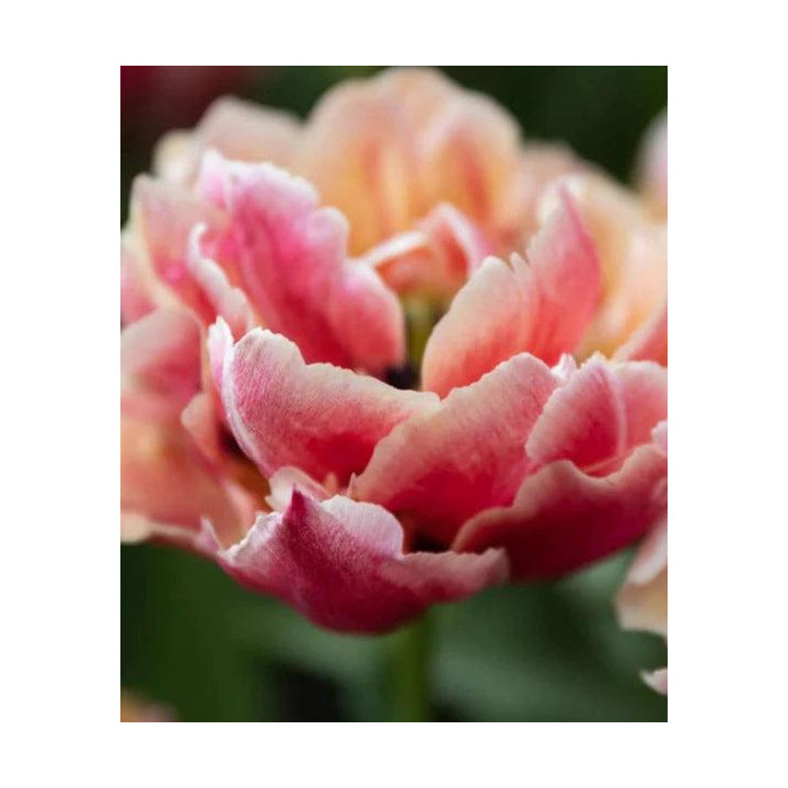 TULIPAN   VERONA SUNRISE 20 SZT ROZMIAR 11 CM