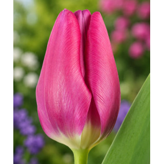 TULIPAN PINK ARDOR 10 SZT ROZMIAR 12 CM