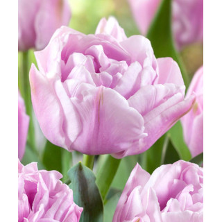 TULIPAN  KATINKA 20 SZT ROZMIAR 11 CM