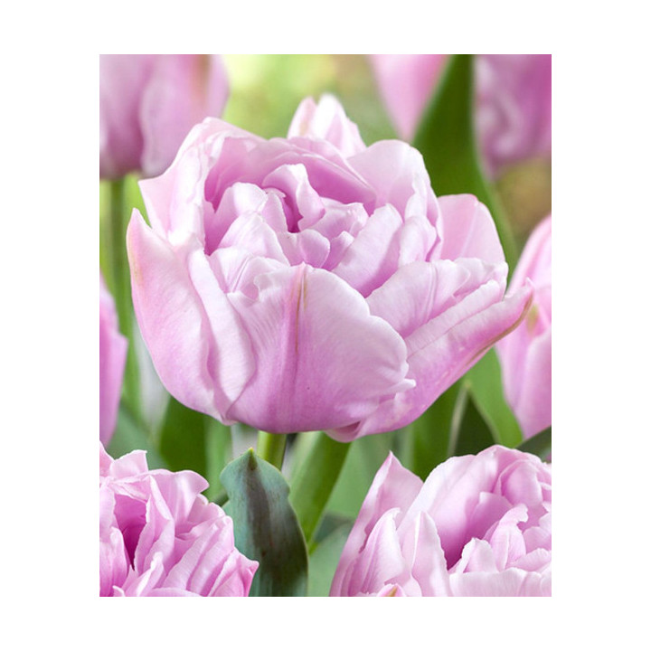 TULIPAN  KATINKA 20 SZT ROZMIAR 11 CM