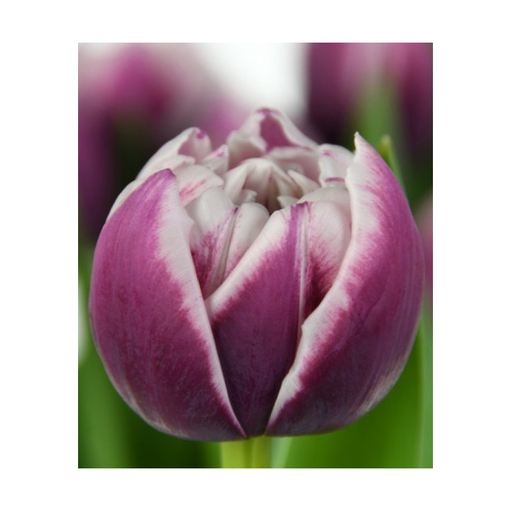 TULIPAN OCEAN DRIVE  10 SZT ROZMIAR 12 CM