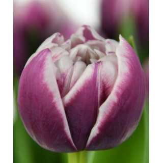 TULIPAN OCEAN DRIVE  20 SZT ROZMIAR 12 CM