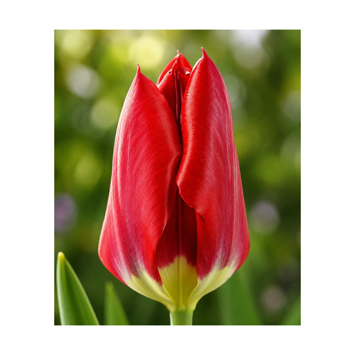 TULIPAN RED PURISSIMA  20 SZT ROZMIAR 12 CM