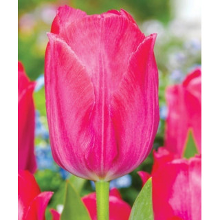 TULIPAN LADY VAN EIJK 10 SZT
