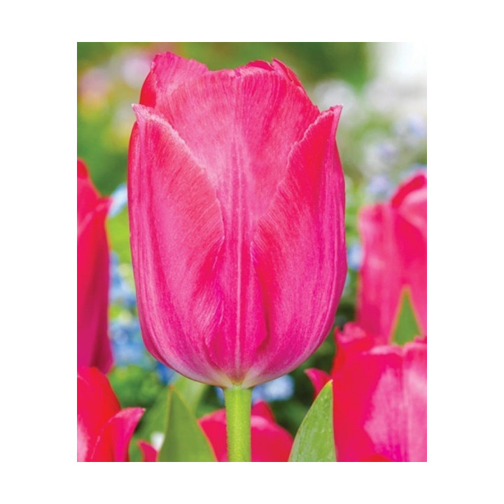 TULIPAN LADY VAN EIJK 20 SZT