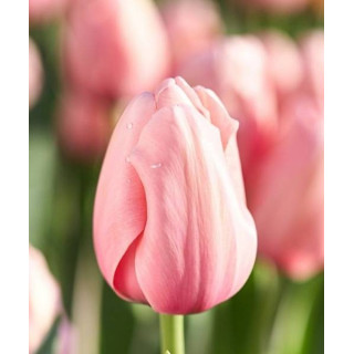TULIPAN  SALMON IMPRESSION   5 SZT ROZMIAR 12 +