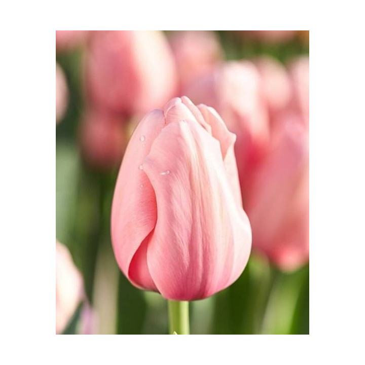 TULIPAN  SALMON IMPRESSION   5 SZT ROZMIAR 12 +
