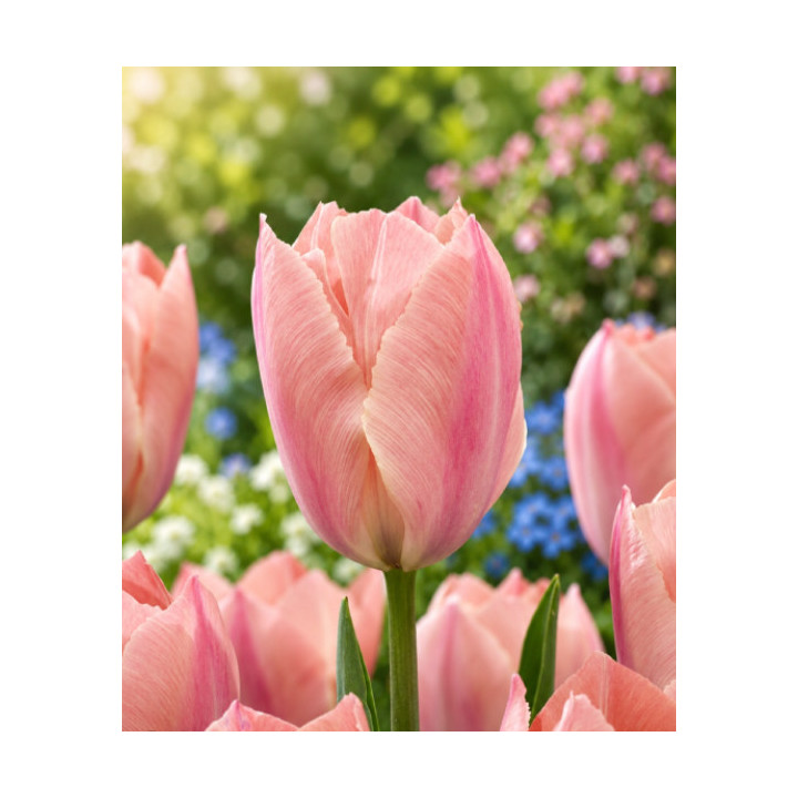 TULIPAN   SALMON  VAN EIJK 10 SZT ROZMIAR 12 +