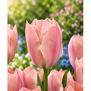 TULIPAN   SALMON  VAN EIJK 20 SZT ROZMIAR 12 +
