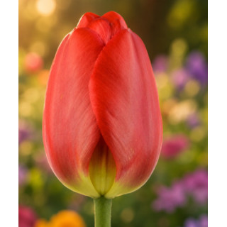 TULIPAN   OXFORD 10 SZT ROZMIAR 12 +