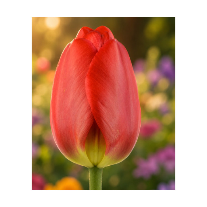 TULIPAN   OXFORD 10 SZT ROZMIAR 12 +