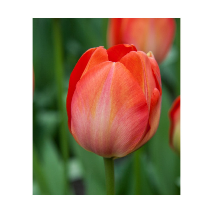 TULIPAN   ORANGE  VAN EIJK  10 SZT ROZMIAR 12 +