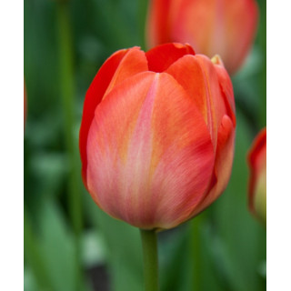 TULIPAN   ORANGE  VAN EIJK  20 SZT ROZMIAR 12 +