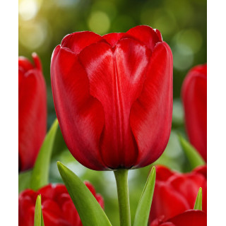 TULIPAN RED IMPRESSION  20 SZT