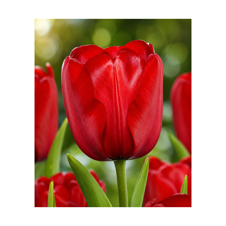 TULIPAN RED IMPRESSION  20 SZT