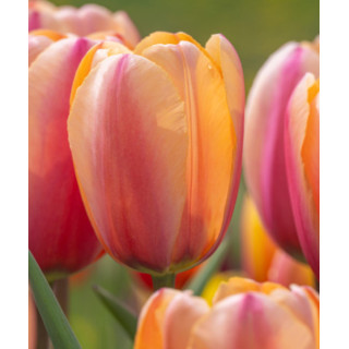 TULIPAN TROPICAL IMPRESSION   10 SZT