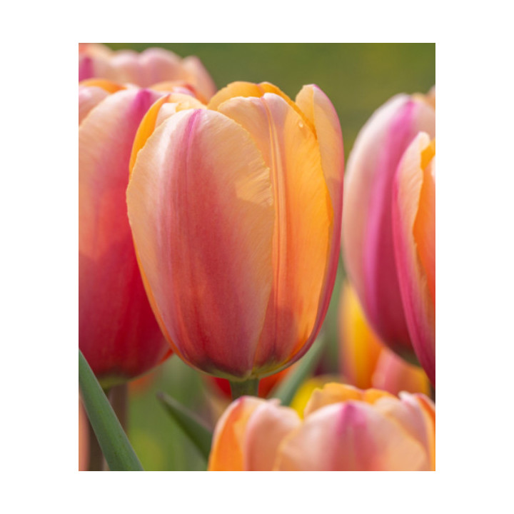 TULIPAN TROPICAL IMPRESSION  20 SZT