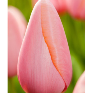 TULIPAN  MENTON 10 SZT ROZMIAR 12 CM