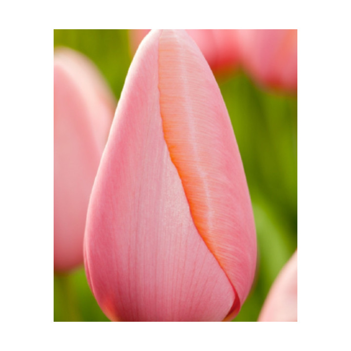 TULIPAN  MENTON 10 SZT ROZMIAR 12 CM