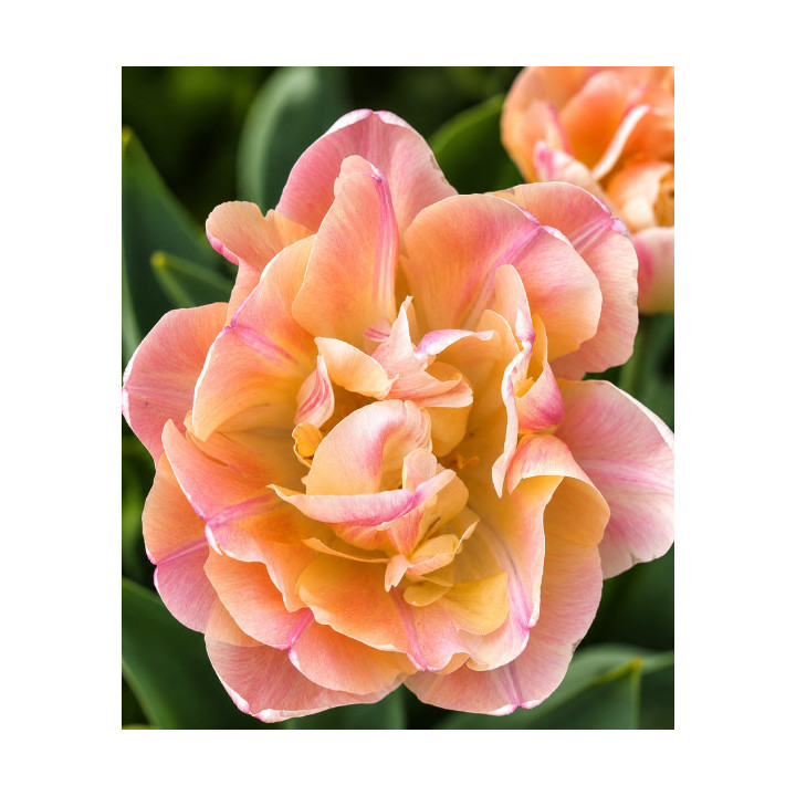 TULIPAN  CREME UPSTAR 5 SZT