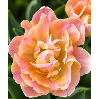 TULIPAN  CREME UPSTAR 10 SZT ROZMIAR 12 CM