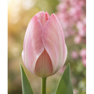 TULIPAN MYSTIC  VAN EIJK 5 SZT ROZMIAR 12 CM
