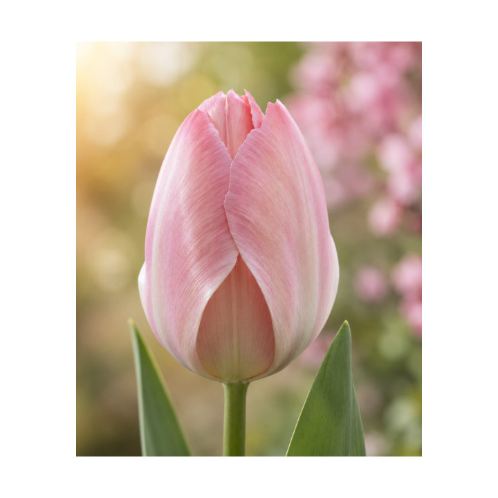 TULIPAN MYSTIC  VAN EIJK 20 SZT ROZMIAR 12 CM