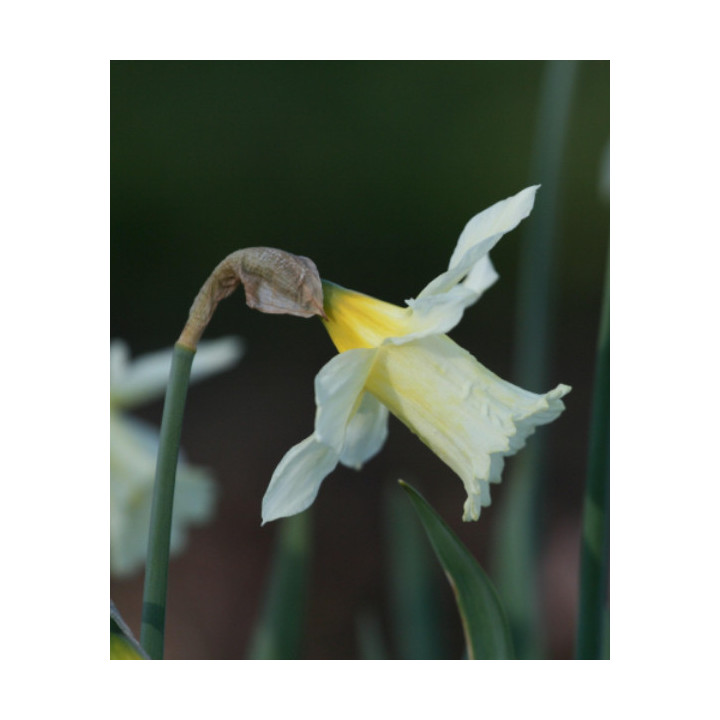 Cebulki kwiatowe – sklep online | Tulipany, krokusy, hiacynty
